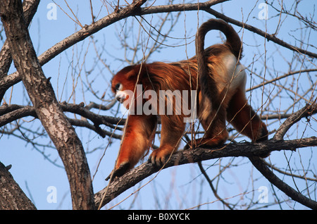 Snub-nosed chinois, singe singe singe doré, neige, golden snub-nosed langur, Sichuan snub-nosed (Pygathrix roxellana Banque D'Images