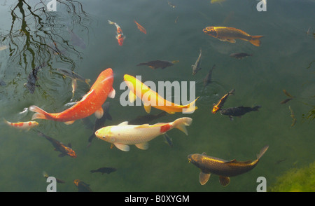 La carpe koï (Cyprinus carpio), de nombreux animaux près de la surface de l'eau d'un étang Banque D'Images