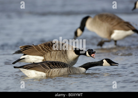 Bernache du Canada (Branta canadensis), montrant quelques denfence posture, Allemagne, Rhénanie du Nord-Westphalie Banque D'Images