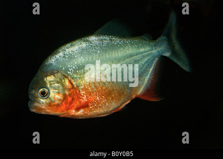 À TÊTE BOMBÉE, piranha piranha du Natterer, piranha rouge, Red-bellied piranha (Serrasalmus nattereri Pygocentrus nattereri, Roos, Banque D'Images