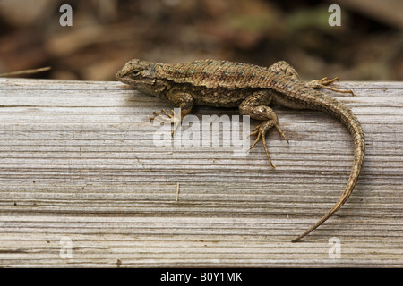 Lézard Sceloporus occidentalis Clôture de l'Ouest Comté de San Mateo en Californie United States Banque D'Images
