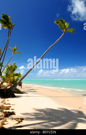 Une plage tropicale avec palmiers sur l'île des Caraïbes Banque D'Images