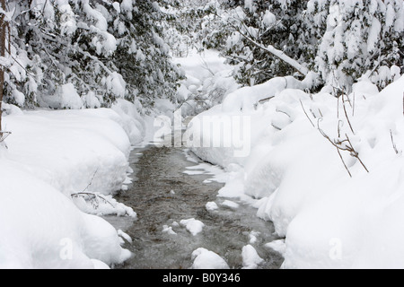 Ruisseau coule entre les arbres couverts de neige Ontario Canada Banque D'Images
