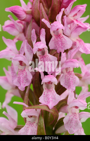 Début Marsh Orchid Banque D'Images