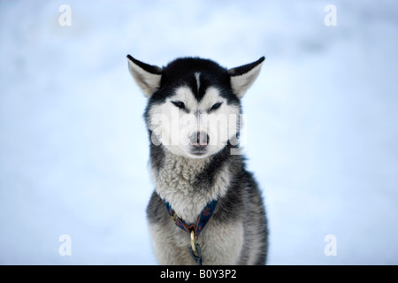 Husky de Sibérie, portrait Banque D'Images