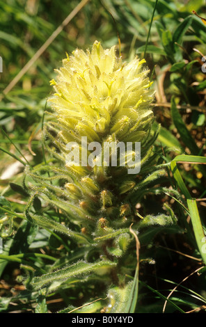 / Astragale Astragalus centralpinus Banque D'Images