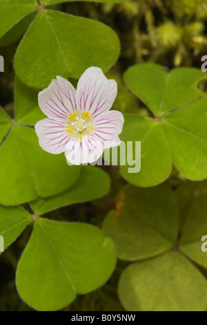 Bois Rouge Sorrel Oxalis oreganum des Cascades en Oregon United States Banque D'Images