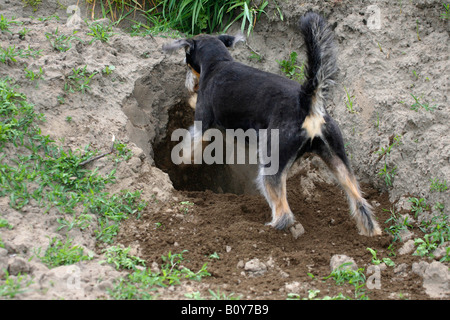 Mixed Breed Dog digging Banque D'Images