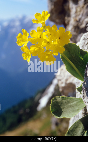 L'oreille d'ours / Primula auricula Banque D'Images