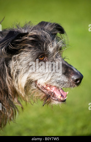 Chef de l'hirsute noire lurcher Banque D'Images