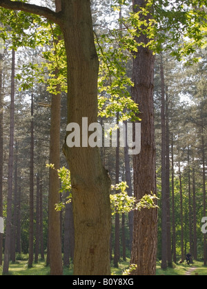 La Forêt de Thetford Sufflok Norfolk UK Banque D'Images