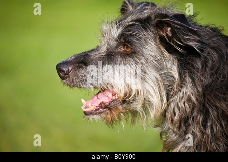 Chef de l'hirsute noire lurcher Banque D'Images