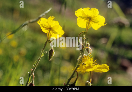 Alpine pasqueflower Pulsatilla alpina apiifolia / Banque D'Images