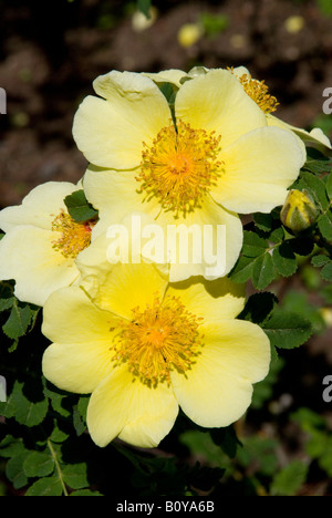 ROSA XANTHINA 'CANARY BIRD', rose Banque D'Images