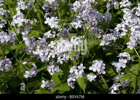 LUNARIA REDIVIVA, honnêteté Banque D'Images