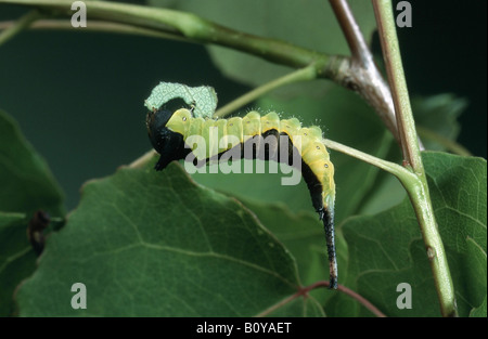 Puss moth (Cerura vinula), Caterpillar se nourrit de feuilles de peuplier, Allemagne Banque D'Images