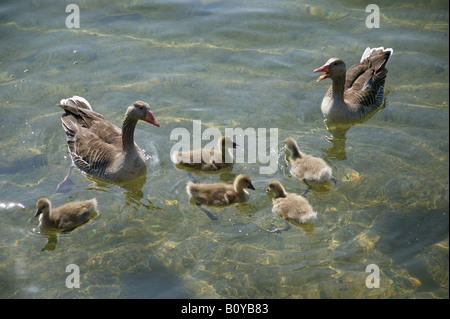 Oie cendrée (Anser anser), oies sauvages avec des poussins Banque D'Images