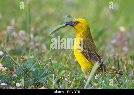 Cape weaver (Ploceus capensis), homme d'herbe dans son projet de loi, l'Afrique du Sud, Province du Cap Banque D'Images