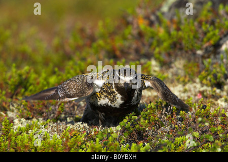 Pluvier doré européen (Pluvialis apricaria), distraction-lure afficher, Suède, Laponie Banque D'Images