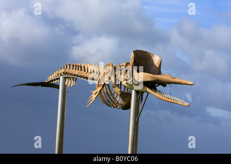 Cachalot, grand cachalot, spermacet, baleine cachalot (Physeter macrocephalus, Physeter catodon), squelette, Fuerteventura, Banque D'Images