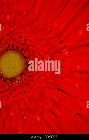 Gerbera rouge avec de l'eau gouttes Banque D'Images