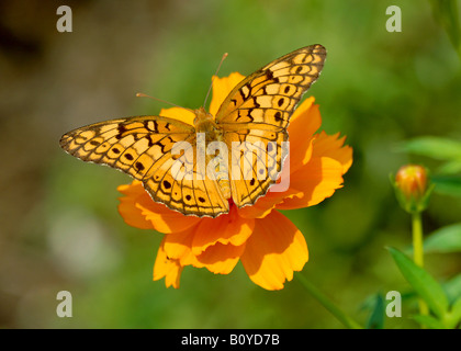 Variegated Fritillary Euptoieta claudia Banque D'Images