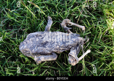 Séché CARCAS DE CANNE SUR L'herbe morte CRAPAUD HORIZONTALE BDA11193 Banque D'Images