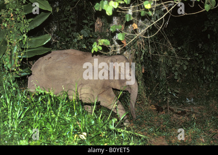 Bornes d'Éléphants nains borneensis (Elephas maximus), de nouvelles découvertes sous-espèce, l'Indonésie, Bornéo Banque D'Images