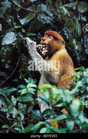 Proboscis Monkey (Nasalis larvatus), les fleurs de l'alimentation, de l'Indonésie, Bornéo Banque D'Images