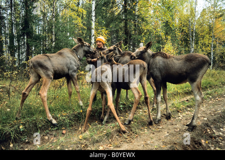 Le wapiti, l'orignal (Alces alces alces), Femme avec jeune orignal sur un moosefarm, la Russie, l'Oural, Yaksha Banque D'Images