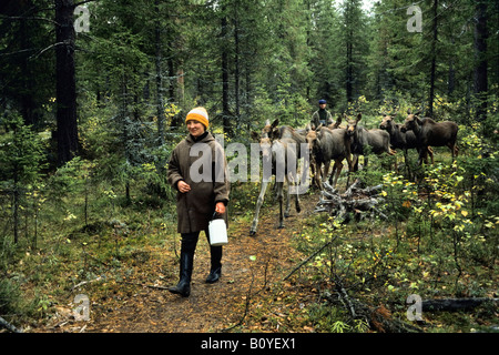 Le wapiti, l'orignal (Alces alces alces), jeune orignal retour à ferme, moosefarm, la Russie, l'Oural, Yaksha Banque D'Images