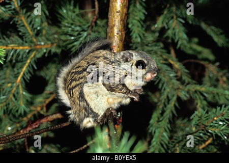 Eurasian écureuil volant écureuil volant, sibérien (Pteromys volans), sur la branche, la Russie, l'Ural Banque D'Images