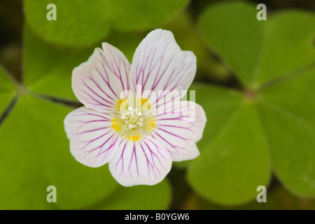 Bois Rouge Sorrel Oxalis oreganum des Cascades en Oregon United States Banque D'Images