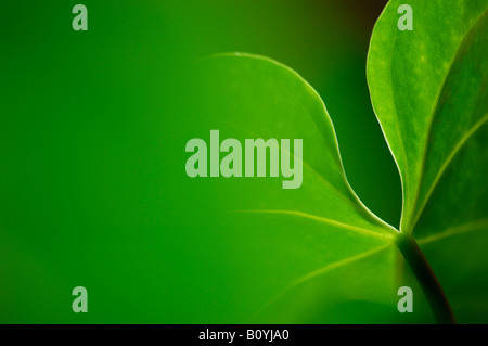 Flamingo flower (Anthuria), close up Banque D'Images