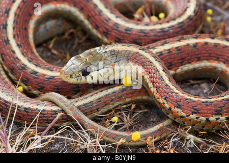 Couleuvre rayée Thamnophis elegans côte terrestris California United States Banque D'Images