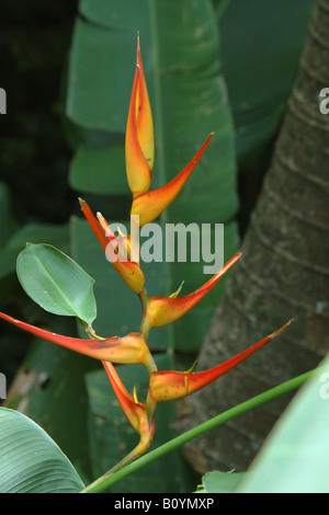 Heliconia eliconia plantes tropicales piante tropicali piante Hacienda Barù Costarica Dominical rain forest foresta forêt pluviale Banque D'Images