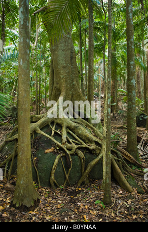 La forêt tropicale sous Mt Tamborine National Park Queensland Australie Banque D'Images