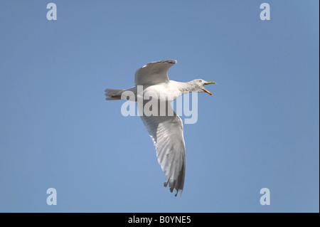 Goéland argenté Larus argentatus en vol Banque D'Images