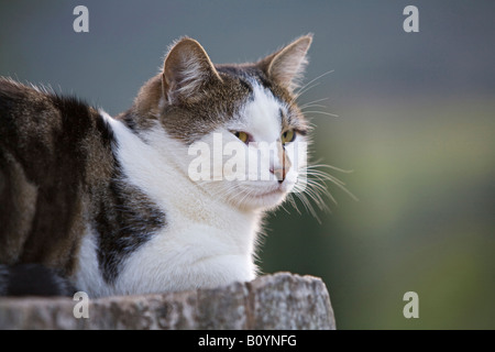 Chat, portrait Banque D'Images