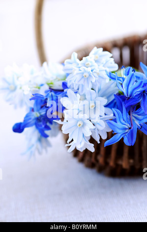 Bouquet bleu de premier printemps fleurs dans un panier libre Banque D'Images