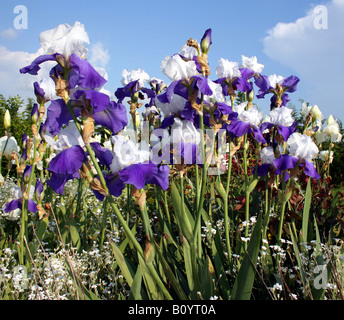 Une dérive d'iris violet et blanc barbu avec Ciel et nuages dans l'arrière-plan sur une journée ensoleillée dans le jardin Banque D'Images