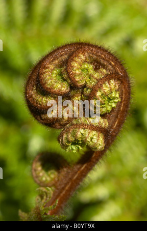 Ponga Tree Fronde de fougère déployant Koru ile sud Nouvelle Zelande Banque D'Images