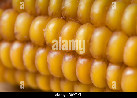 Stock photo d'un épi de maïs. La cob est sec et les grains peuvent maintenant être retiré à planter dans le sol pour croître la prochaine Banque D'Images