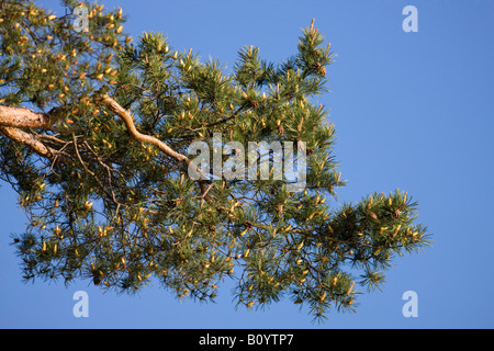 Le pin sylvestre (Pinus sylvestris) Banque D'Images