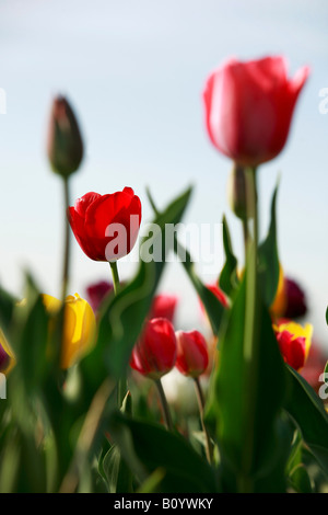 Les tulipes (tulipa) épanouissement Banque D'Images