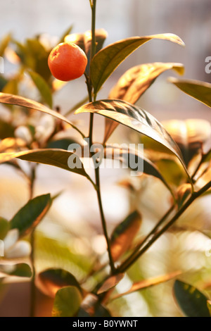 Cumquats (Fortunella), close up Banque D'Images