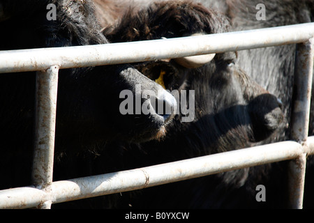 Lait mozzarella buffalo herd en italie Banque D'Images