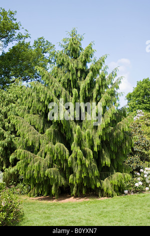 Un arbre d'épicéa brasseurs (Picea braleriana) au printemps dans le West Sussex, Angleterre, Royaume-Uni Banque D'Images