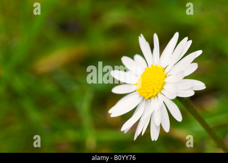 Macro close up horizontale d'une pelouse commune Bellis perennis 'daisy' au soleil. Banque D'Images