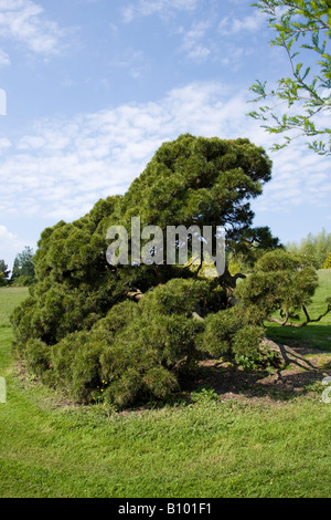 Portrait du Pinus sylvestris 'Moseri' au printemps dans le West Sussex, Angleterre, Royaume-Uni Banque D'Images